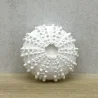 Seeigel